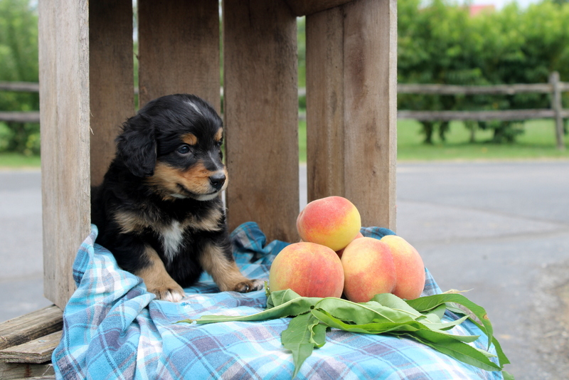 puppy, for, sale, Mini Bernedoodle F2, Matthew B. Stoltzfus, dog, breeder, Gap, PA, dog-breeder, puppy-for-sale, forsale, nearby, find, puppyfind, locator, puppylocator, aca